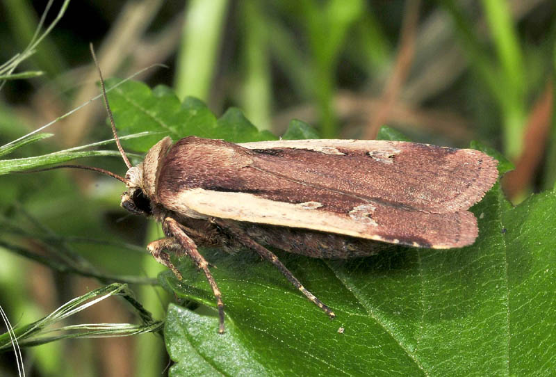 Ochropleura plecta